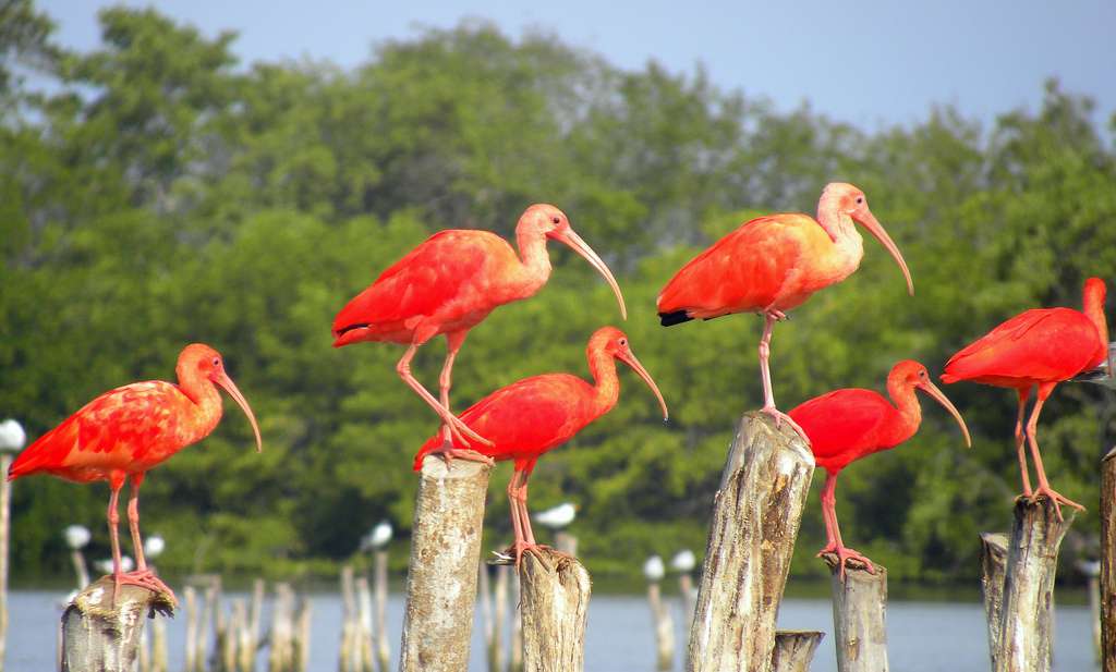Ibis rouge de Trinidad et Tobago